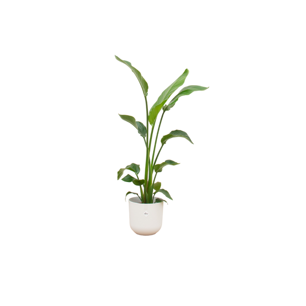 Offre combinée - Strelitzia Nicolai avec elho Jazz Round blanc Ø23 - 130 cm