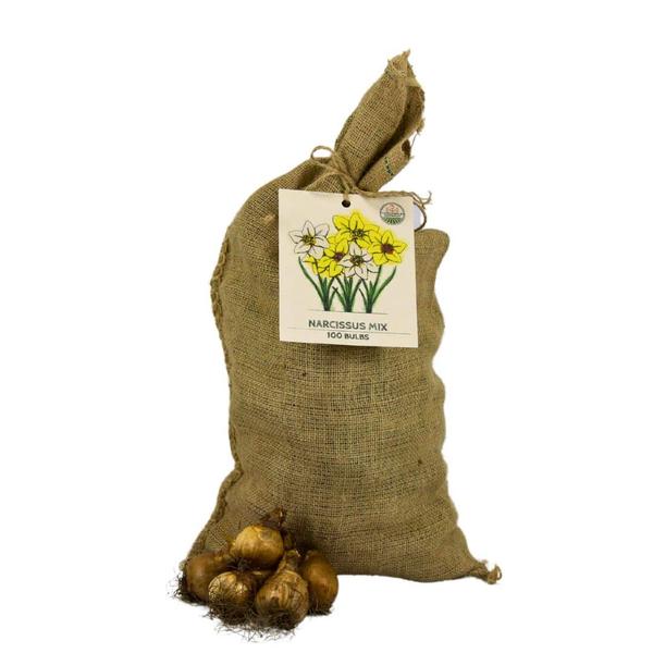 Flowerbulbs Amsterdam - Super Narcissus Mix - Sachet de valeur durable, 100 bulbes de fleurs pour 2,5 m2 de splendeur florale - Taille 12/14