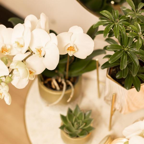 Maison Colibri | Support à plantes - Support à plantes en métal doré Ø12cm