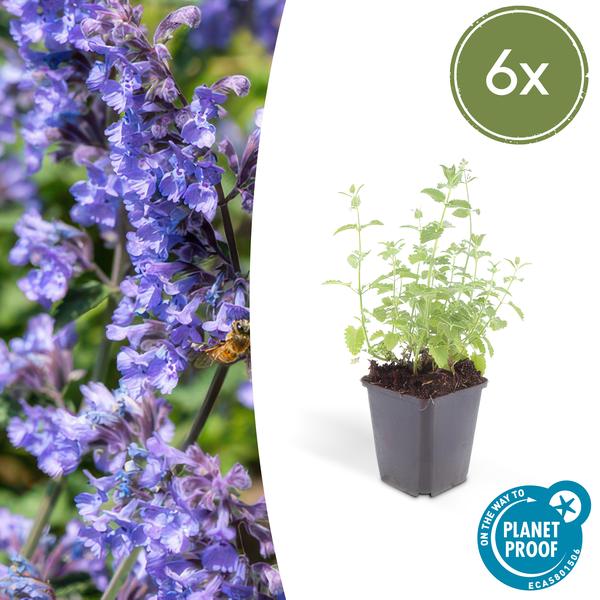 Nepeta 'Six Hills Giant' - ↕10-25cm - Ø9cm - 6x