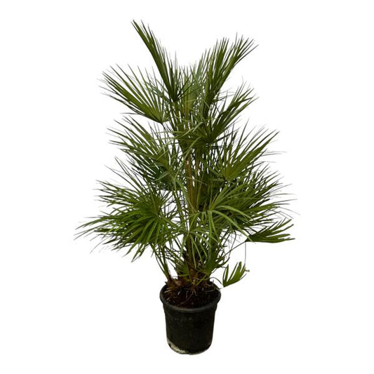 Arbuste Chamaerops Humilis - 130 cm - Ø24cm
