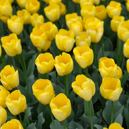 Or fort - Bulbes de tulipes 20 pièces