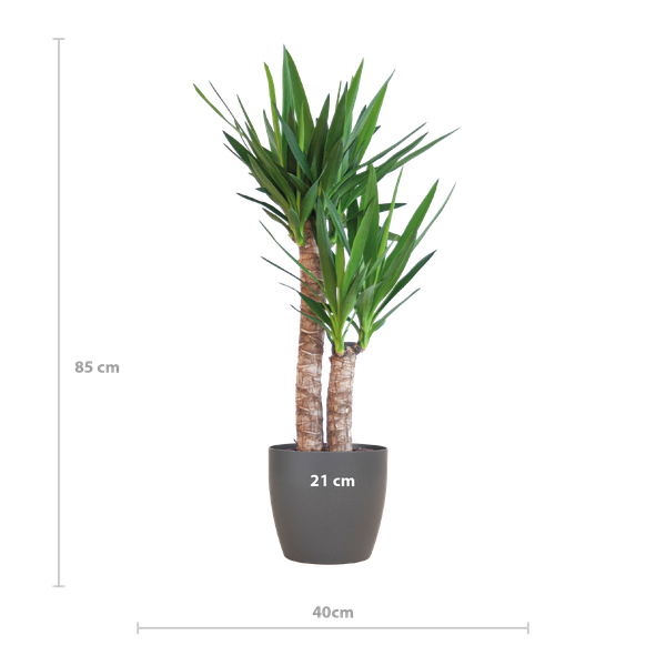 Yucca Elephantipes avec Viber noir - 90cm - Ø21