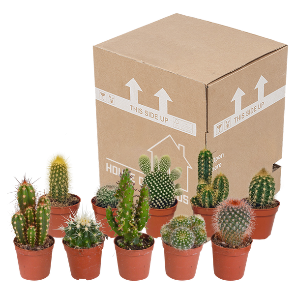 Cactus mix 5.5 cm - 10x - zonder pot