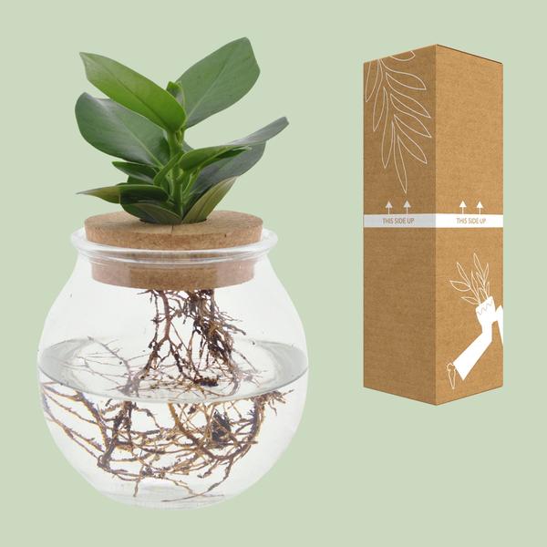 Clusia En Verre Convexe + Bouchon Click - Ø12cm - ↕30cm