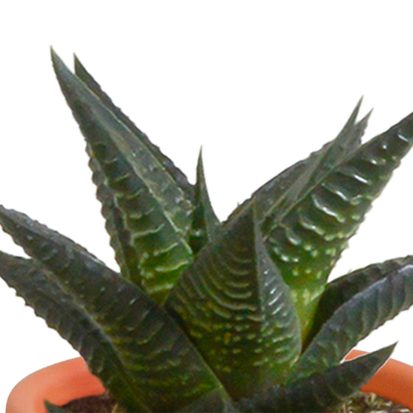 Cactus en vetplanten mix 5.5 cm | 15 stuks - in terracotta pot