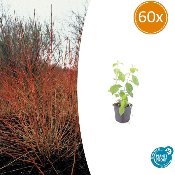 Cornus sang. 'Midwinter Fire' - ↕10-25cm - Ø9cm - 60x