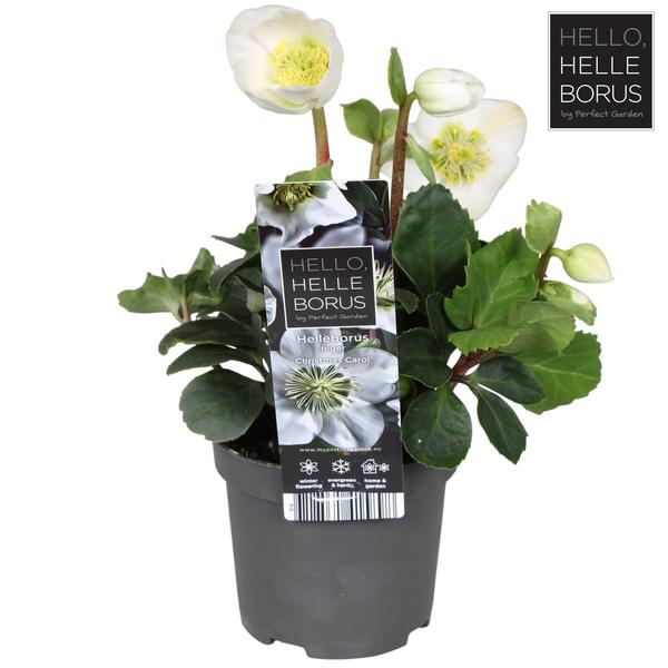 Helleborus Niger 'Christmas Carol Early' XL P9 - Ø9cm - ↕20cm