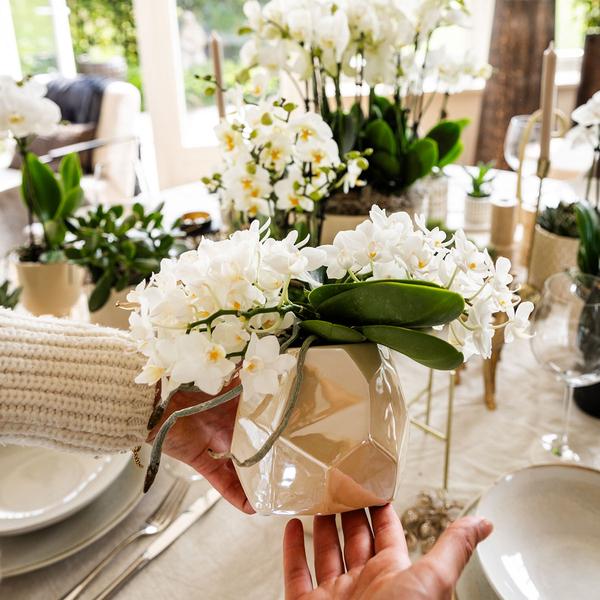 Compagnie des Colibris | Ensemble de plantes + pots décoratifs pour décoration de table dîner - taille pot Ø9cm & Ø6cm | plantes d'intérieur à fleurs - fraîchement sorties du producteur
