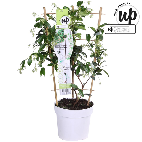 Trachelospermum 'Étoile de Venise' - Jasmin Toscan Blanc - Ø15cm - ↕65cm