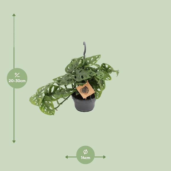 Singe Monstera - Ø14cm - ↕30cm