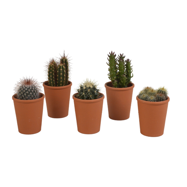 Cactus mix 5.5 cm - 5x - in terracotta pot
