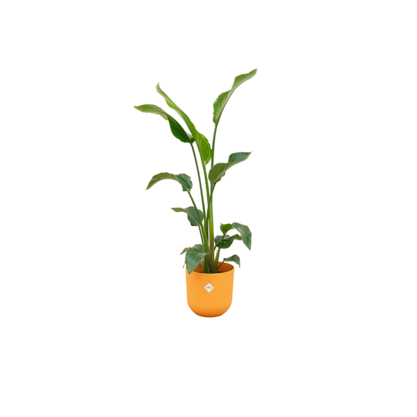 Offre combinée - Strelitzia Nicolai avec elho Jazz Round jaune Ø23 - 100 cm