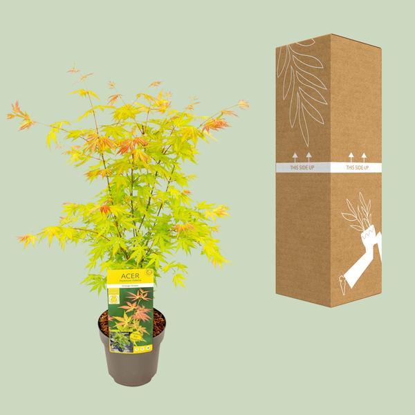 Acer palmatum Orange Rêve - Ø19cm - ↕50cm