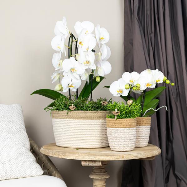 Kolibri Orchids | witte Phalaenopsis orchidee - Niagara Fall - potmaat Ø12cm | bloeiende kamerplant - vers van de kweker