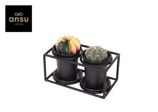 Duo Cactus Dans Cadre Design - Ø17cm - ↕12cm