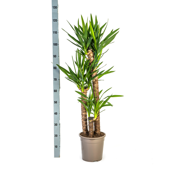 Yucca Éléphantipes Ø24cm - ↕130cm