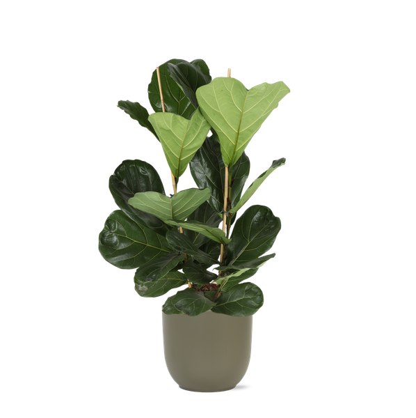 Ficus Lyrata - Ø24cm - ↕120cm en pot Boule OLIVE