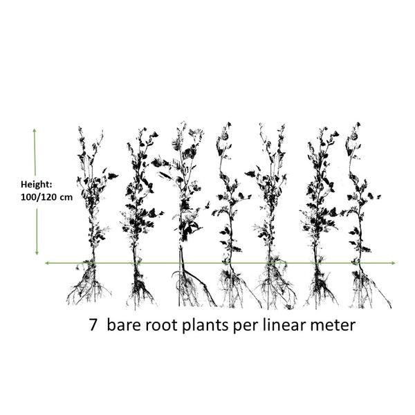 Fagus sylvatica - Bare root - 100/125 - 50x