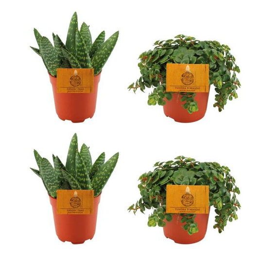 2x Aloe Paradisicum + 2x Sedum Tornado - 4 pièces - Ø10,5cm - ↕10cm