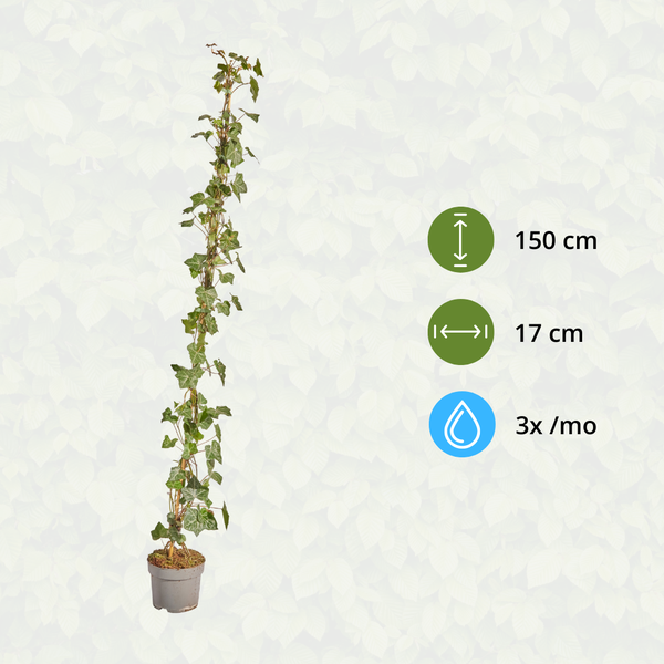 Hedera Hibernica - Lierre - Collé - ↨125 - 150 cm