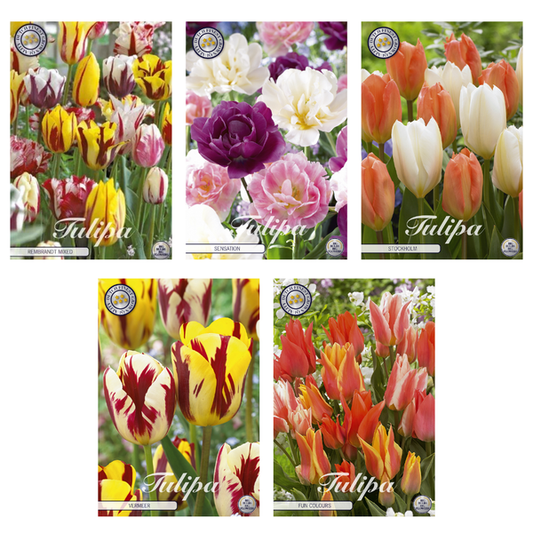 Tulipa - Mélange de bulbes à fleurs (7) - 5 variétés - 50 bulbes