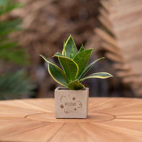 Congreetz® plantpots + Sansevieria | Welcome