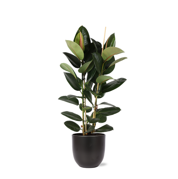 Ficus Elastica Robusta Ø24cm - ↕110cm en pot Boule ANTHRACITE