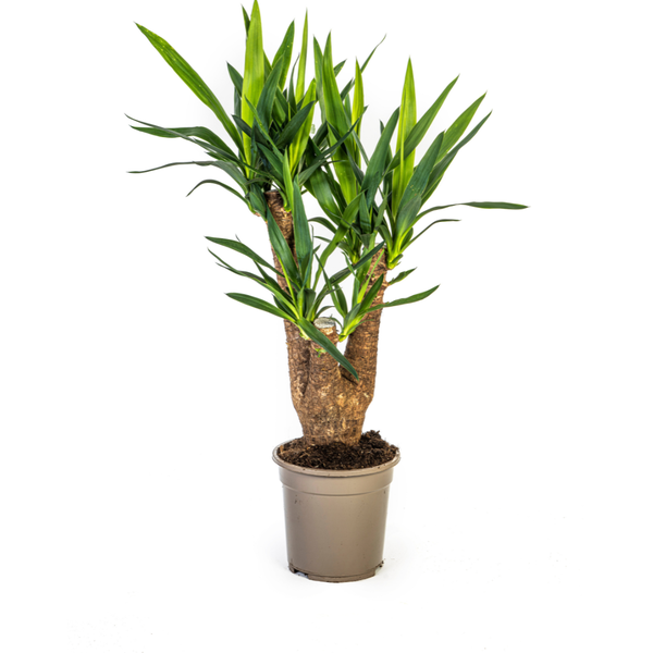 Yucca Éléphantipes Ø21cm - ↕65cm