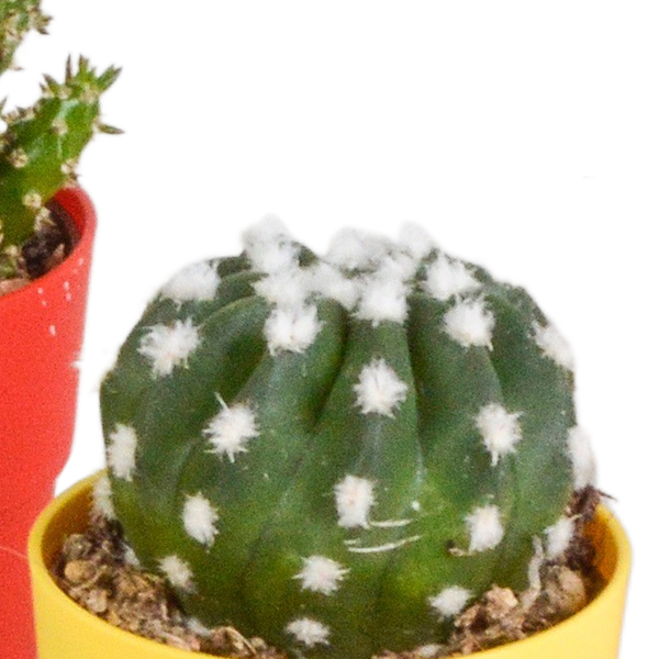 Cactus mix 5.5 cm - 5x - in gekleurde plasticpot