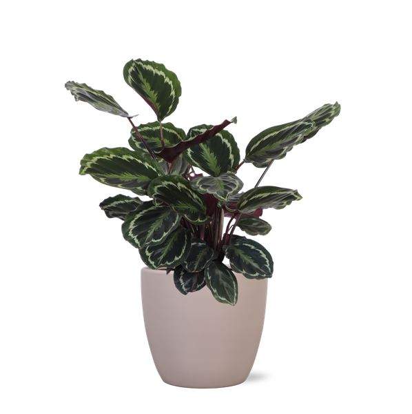 Médaillon Calathea Ø21cm - ↕70cm en pot Boule taupe