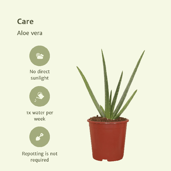 2x Aloe vera - Succulente - 40cm - ø12