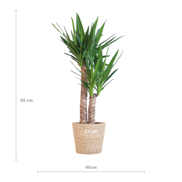 Yucca Elephantipes avec panier Sofia naturel - 90cm - Ø21