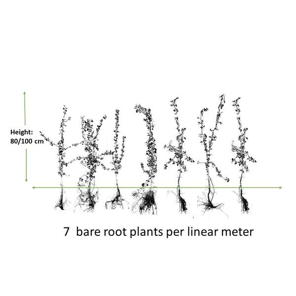 Crataegus Monogyna - Bare root - 80/100 - 100x