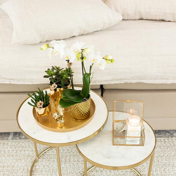 Orchidées colibris | Orchidée Phalaenopsis blanche – Amabilis + Pot décoratif diamant doré – taille du pot Ø9cm – 40cm haut | plante d'intérieur fleurie en pot de fleurs - fraîche du producteur
