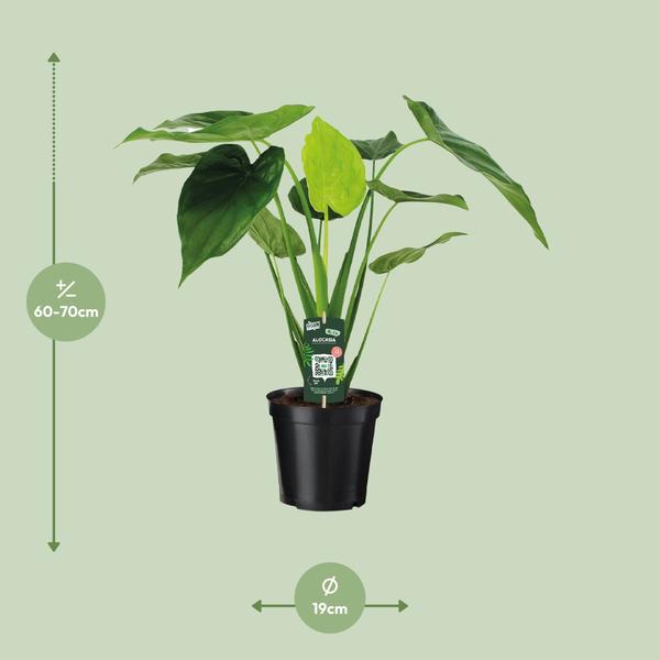 Alocasia Cucullata - Oreille d'éléphant - Ø19cm - ↕55cm