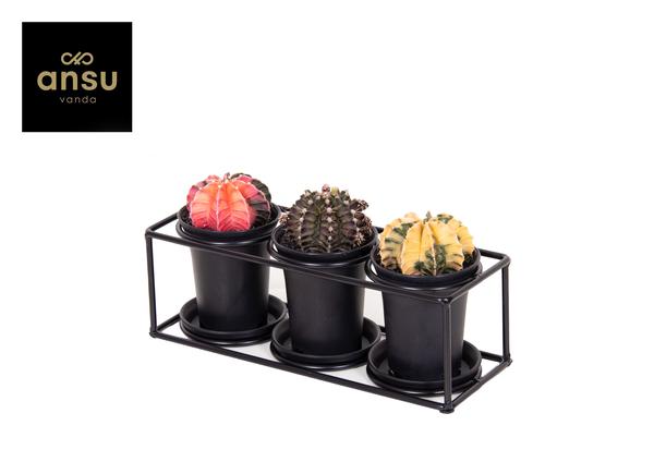 Trio Cactus Dans Cadre Design - Ø25cm - ↕12cm
