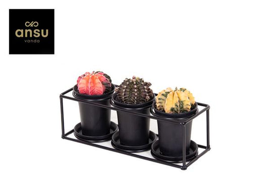 Trio Cactus Dans Cadre Design - Ø25cm - ↕12cm