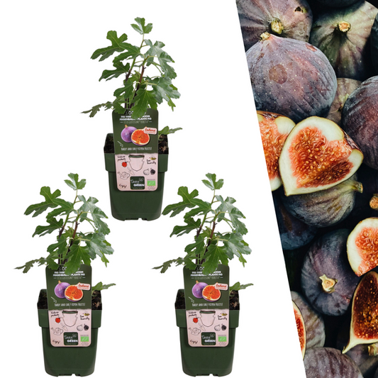 3 x Figuiers Bio - Ø 13 cm - ↨ 20 cm