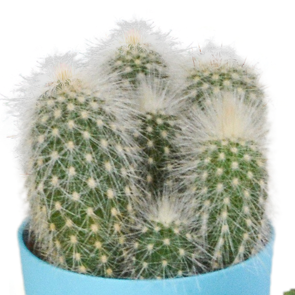 Cactus mix 5.5 cm - 5x - in gekleurde plasticpot
