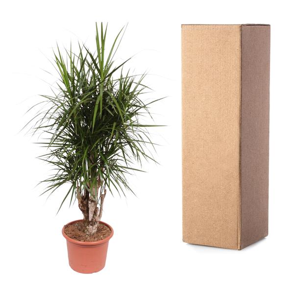 Dracaena Marginata vertakt - 170 cm - ø40