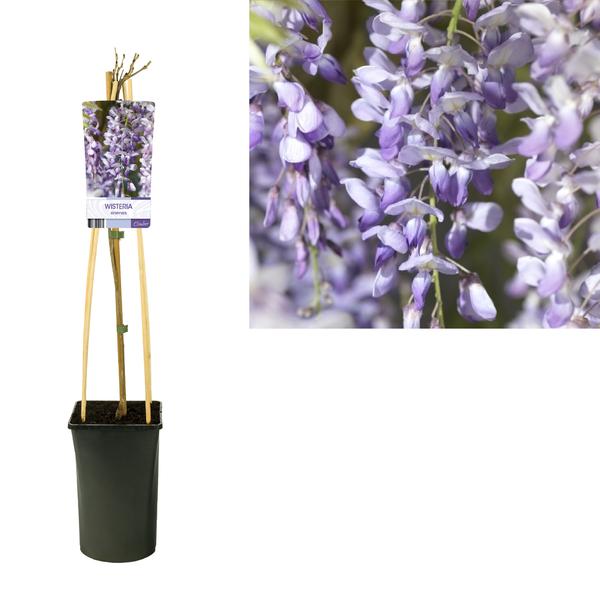 Glycine Sinensis - Ø17cm - ↕75cm