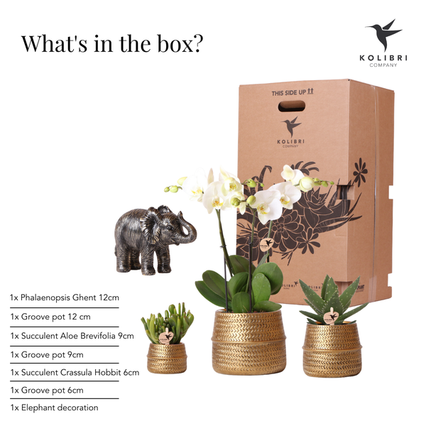 Compagnie des Colibris | Ensemble de plantes Groove | Orchidée Phalaenopsis blanche Gand et plantes succulentes avec pots décoratifs en céramique