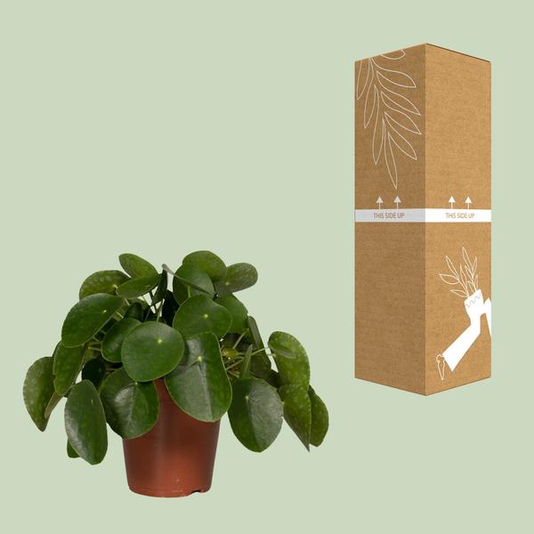Pilea Peperomiodes - Pannekoekenplant - Ø15cm - ↕25cm