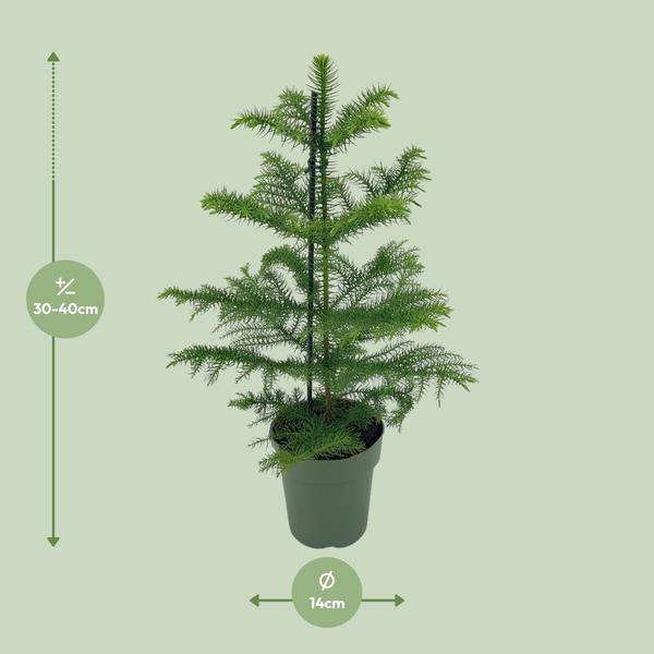 Araucaria Heterophylla - Ø14cm - ↕40cm