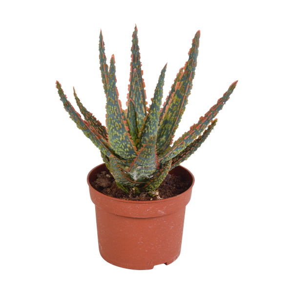 Aloe zebrina Dannyz 10,5cm - sans pot