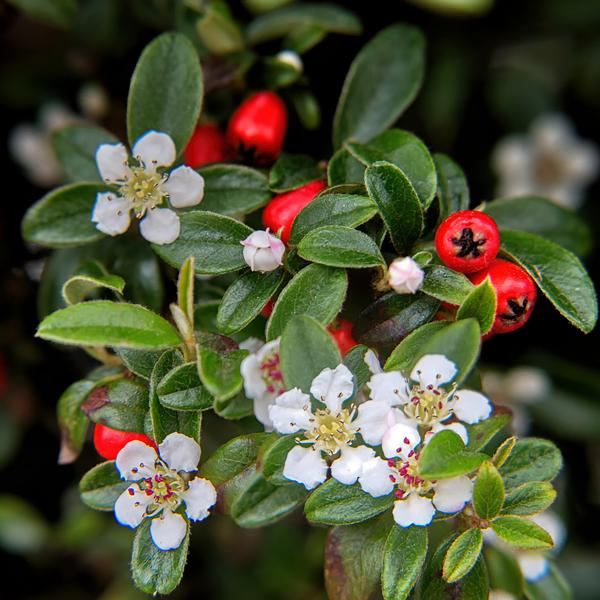 Cotoneaster dam. 'Major' - ↕25cm - Ø9cm - 60x