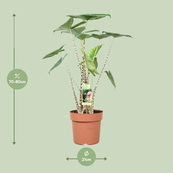 Alocasia Zébrina - Ø21cm - ↕80cm