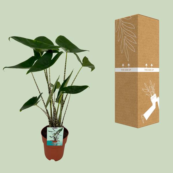 Alocasia Zebrina - Oreille d'éléphant - Ø19cm - ↕75cm