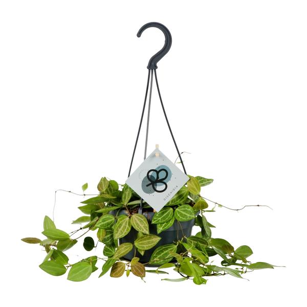 Dischidia ovale - Ø14cm - ↕40cm